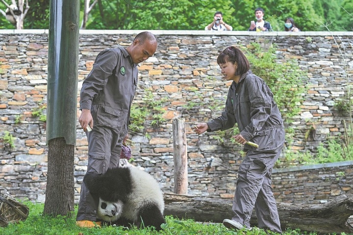 Pandas help foster ties between Hong Kong and Sichuan province - Travel News, Insights & Resources.