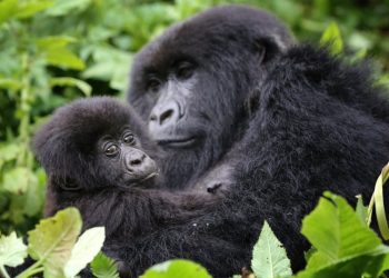 Rwanda gorilla joins social media - Travel News, Insights & Resources.