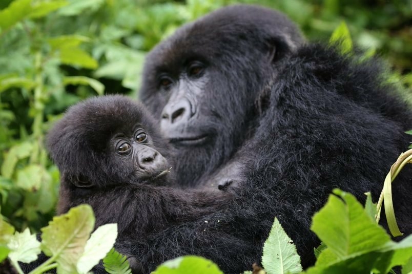 Rwanda gorilla joins social media - Travel News, Insights & Resources.