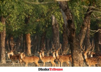 Sundarbans reopens to tourists fishermen after 3 months - Travel News, Insights & Resources.