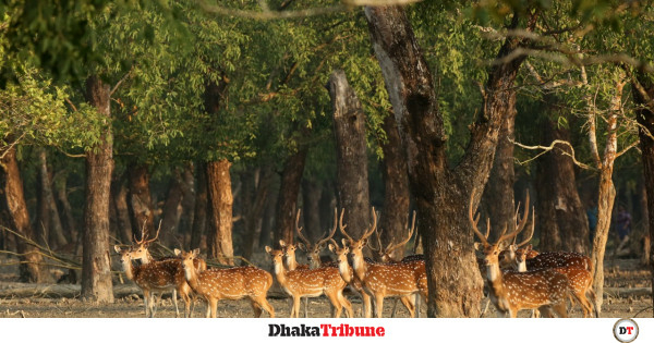 Sundarbans reopens to tourists fishermen after 3 months - Travel News, Insights & Resources.