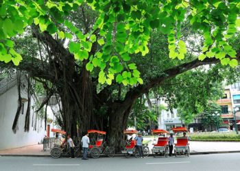 Tourists fall for autumn in Hanoi - Travel News, Insights & Resources.