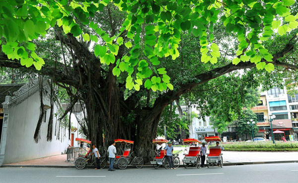 Tourists fall for autumn in Hanoi - Travel News, Insights & Resources.