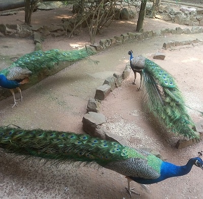 Umngeni bird park remains resolute - Travel News, Insights & Resources.