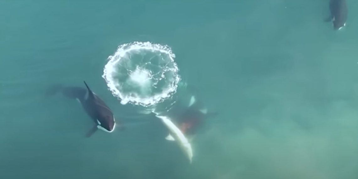 Video Orcas Hunt Great White Sharks in South Africa - Travel News, Insights & Resources.