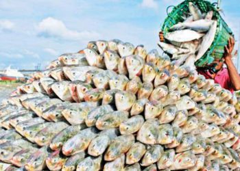 Writ filed seeking ban on hilsa export to India - Travel News, Insights & Resources.