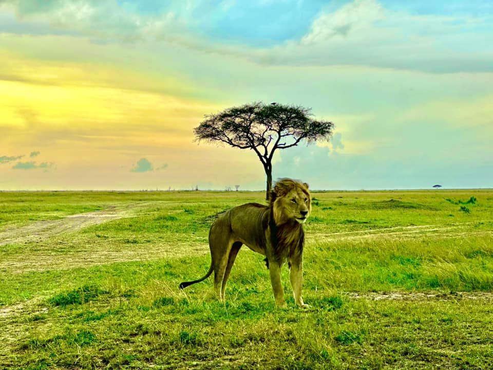 masaai mara3 - Travel News, Insights & Resources.