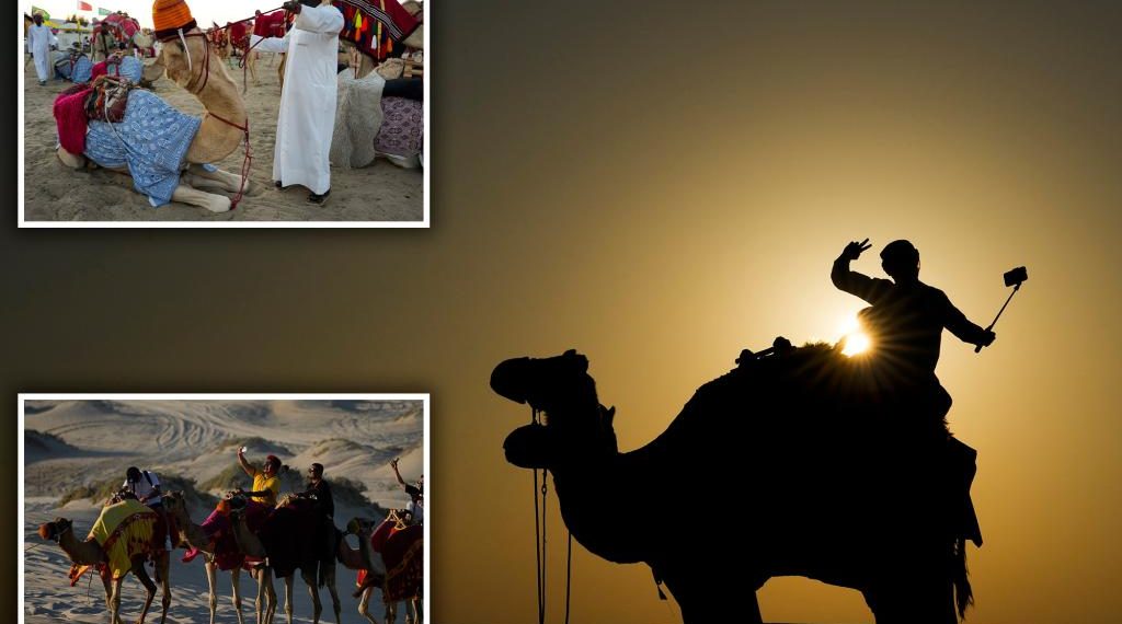 Qatars camels lifting heavy load during World Cup tourism frenzy - Travel News, Insights & Resources.