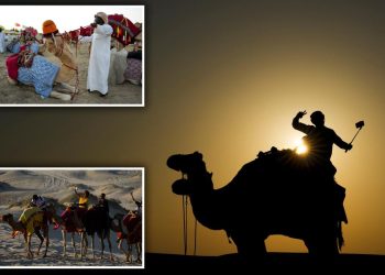 Qatars camels lifting heavy load during World Cup tourism frenzy - Travel News, Insights & Resources.