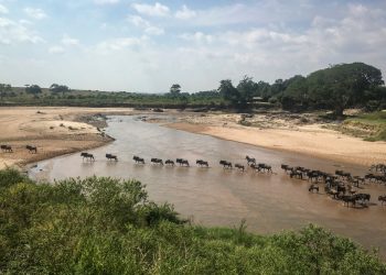 Relentless drought kills hundreds of Kenyas zebras elephants wildebeests.jpgw1440 - Travel News, Insights & Resources.