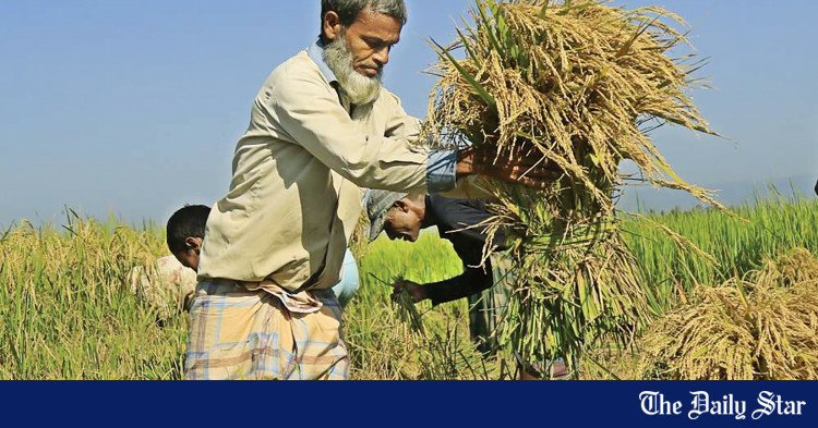 Boro farmers getting Tk 170 crore incentive - Travel News, Insights & Resources.