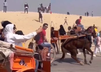 Egyptian women take selfies while horse struggles for life netizens - Travel News, Insights & Resources.