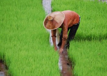 Laos has strong potential to move towards sustainable food systems - Travel News, Insights & Resources.