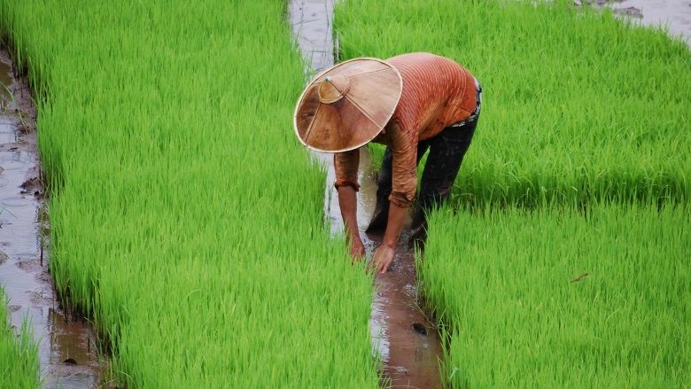 Laos has strong potential to move towards sustainable food systems - Travel News, Insights & Resources.