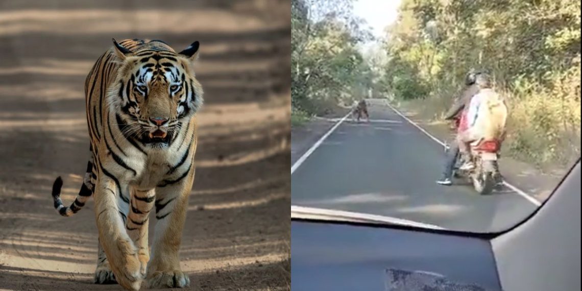 Man vs Tiger Biker encounter with the big cat what - Travel News, Insights & Resources.