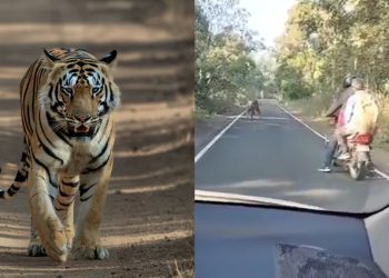 Man vs Tiger Biker encounter with the big cat what - Travel News, Insights & Resources.