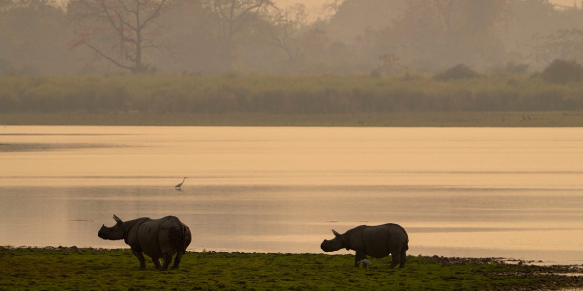 Rhino Chases Tourist Jeeps Inside Kaziranga National Park - Travel News, Insights & Resources.