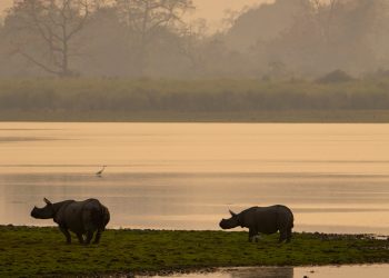 Rhino Chases Tourist Jeeps Inside Kaziranga National Park - Travel News, Insights & Resources.