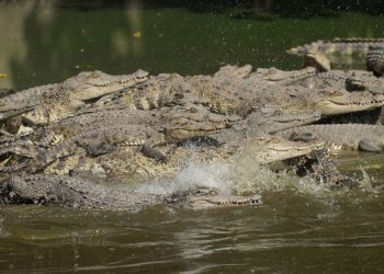 Thai crocodile farmers want trade restrictions relaxed - Travel News, Insights & Resources.