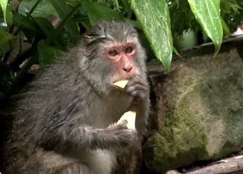 Tourism blamed for monkey menace on Hoi An islands - Travel News, Insights & Resources.