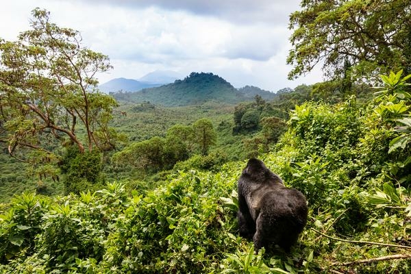 WTTC to Host Next Global Summit in Kigali Rwanda in - Travel News, Insights & Resources.