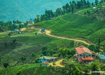 Why eastern Nepal needs to promote tea tourism OnlineKhabar - Travel News, Insights & Resources.