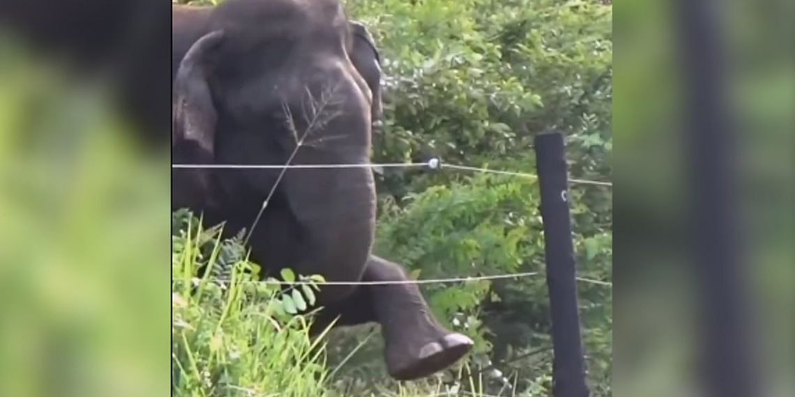 Watch Elephant breaks electric fence using clever technique - Travel News, Insights & Resources.