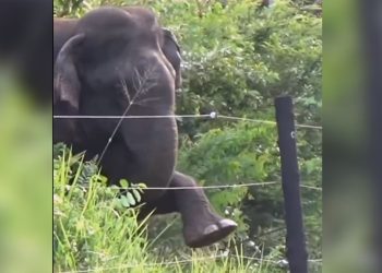 Watch Elephant breaks electric fence using clever technique - Travel News, Insights & Resources.