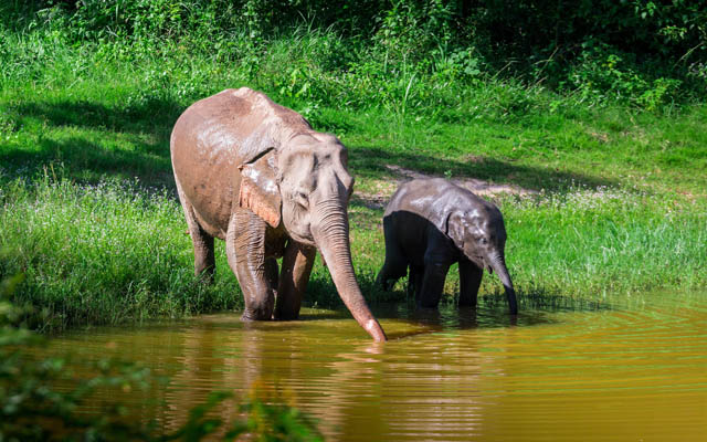 1676295255 711 elephants at Kuiburi National Park in Thailand 640 - Travel News, Insights & Resources.