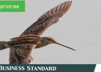 Baikka Beel A world where snipe work late - Travel News, Insights & Resources.