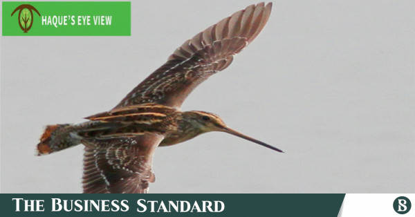 Baikka Beel A world where snipe work late - Travel News, Insights & Resources.