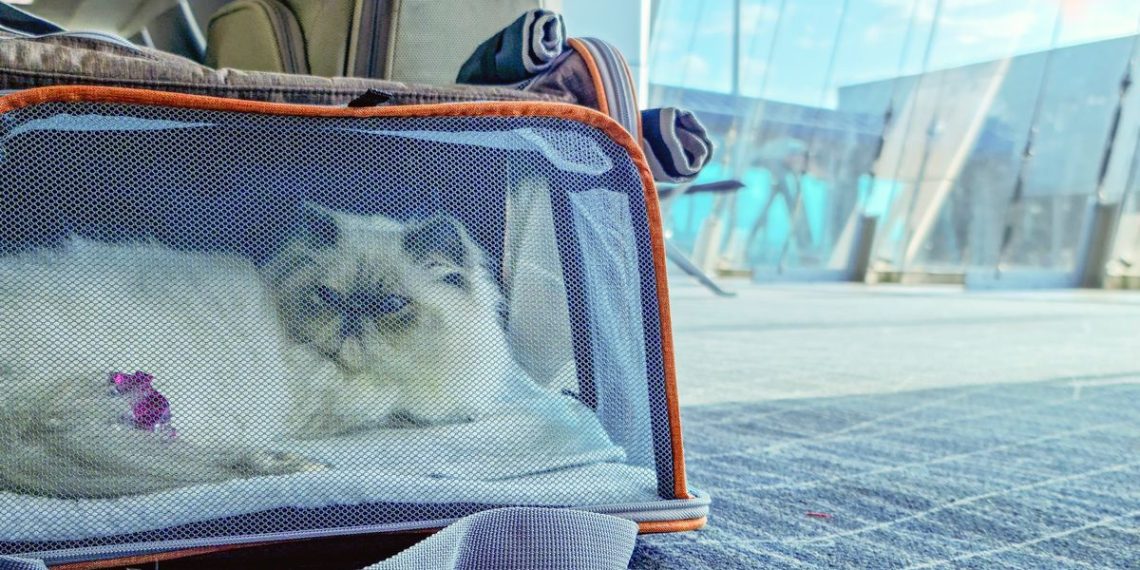 Full list of airlines where you can take your pet - Travel News, Insights & Resources.