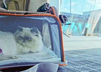 Full list of airlines where you can take your pet - Travel News, Insights & Resources.