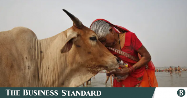 Indian government asks people to hug cows on Valentines Day - Travel News, Insights & Resources.