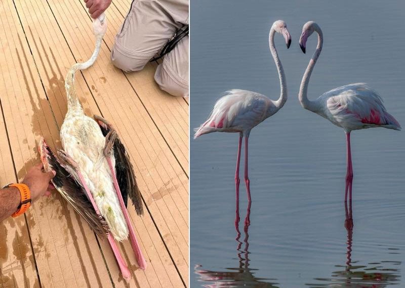 Injured Flamingo Found Ministry Calls For Preserving Wild - Travel News, Insights & Resources.