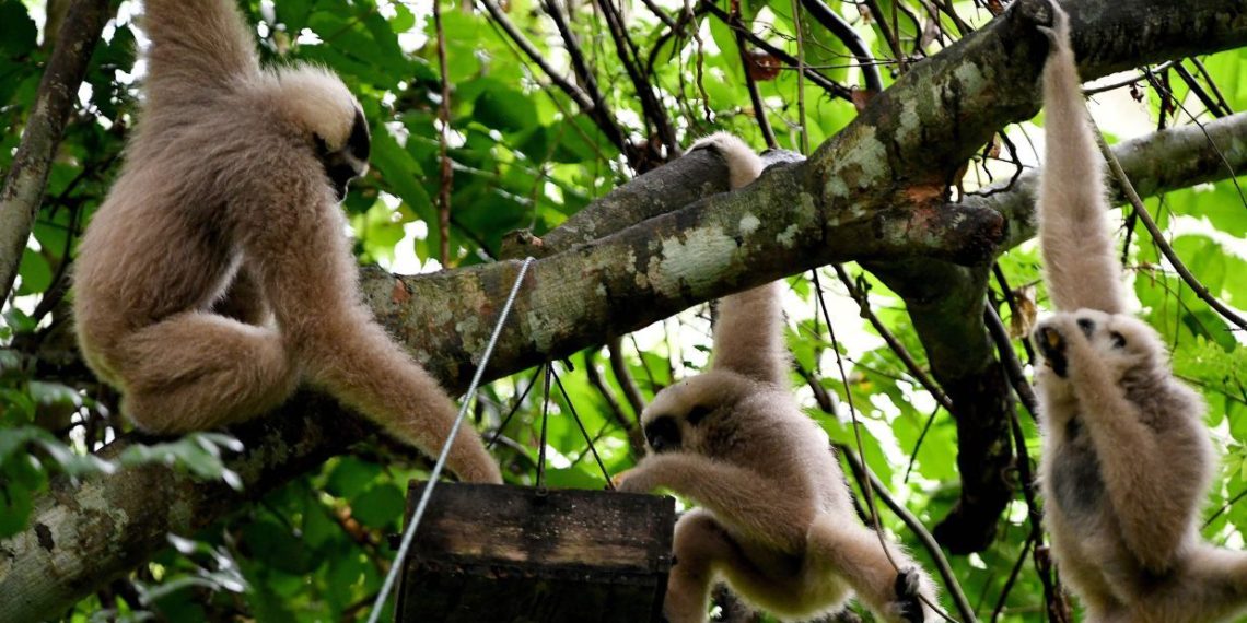 Monkeys at Cambodias famed Angkor site pose risk to tourists - Travel News, Insights & Resources.