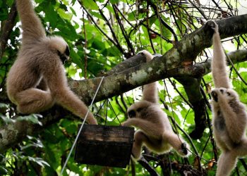 Monkeys at Cambodias famed Angkor site pose risk to tourists - Travel News, Insights & Resources.