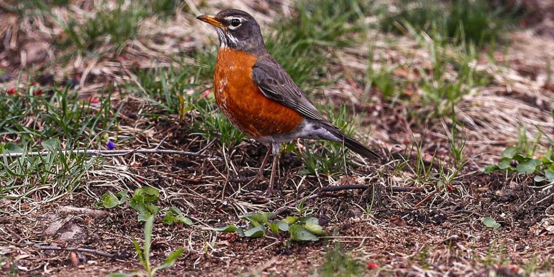 Waverly High School students collaborate to achieve Bird Friendly City - Travel News, Insights & Resources.