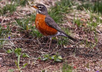 Waverly High School students collaborate to achieve Bird Friendly City - Travel News, Insights & Resources.