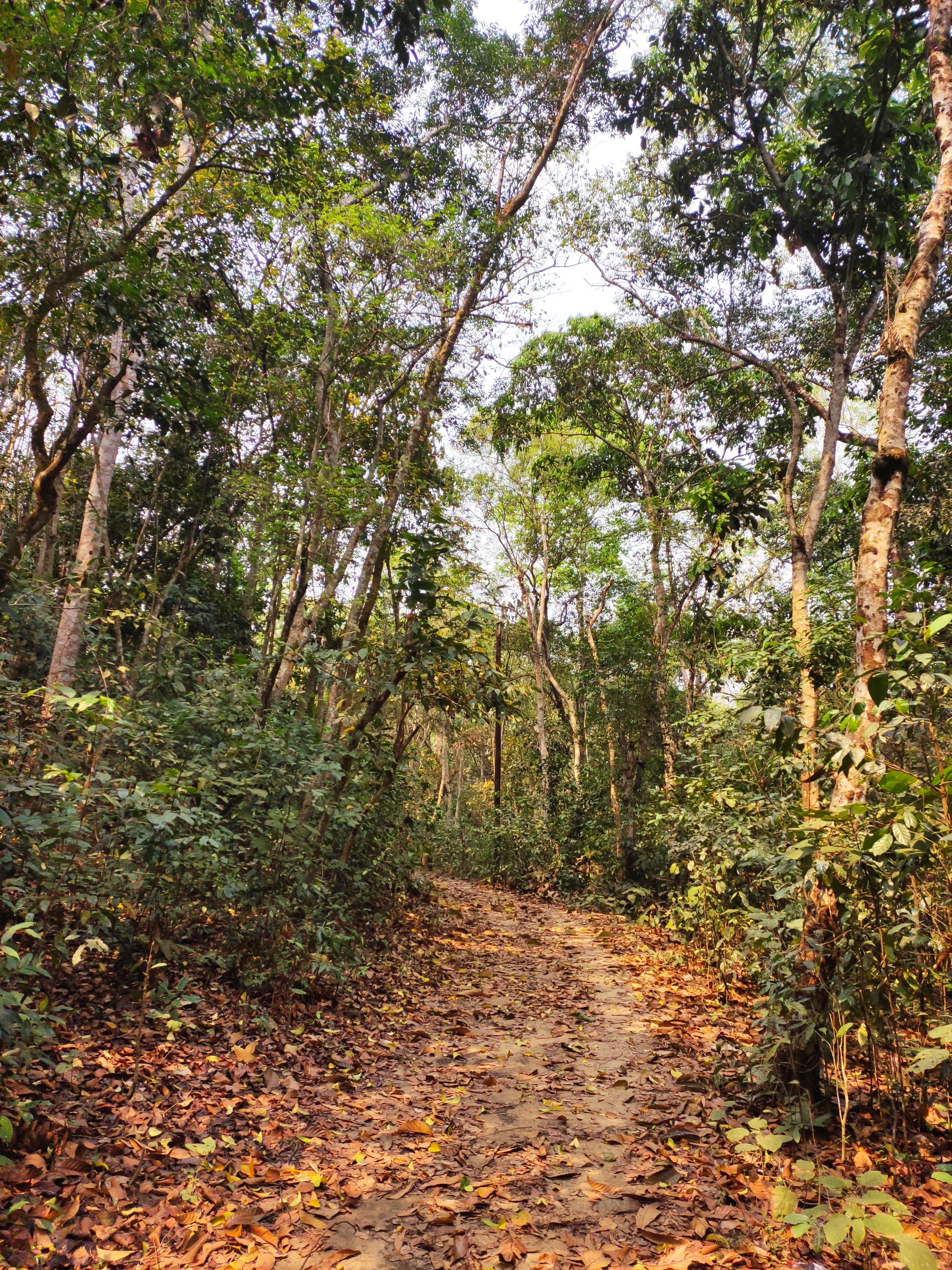 Green trees and a dirt path 