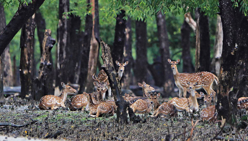 Sunderban APU - Travel News, Insights & Resources.