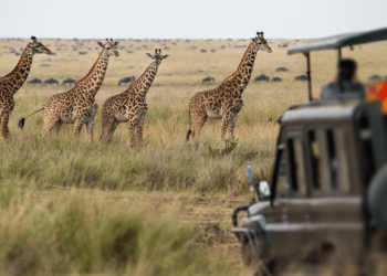 Back to business as African destinations switch to growth mode - Travel News, Insights & Resources.