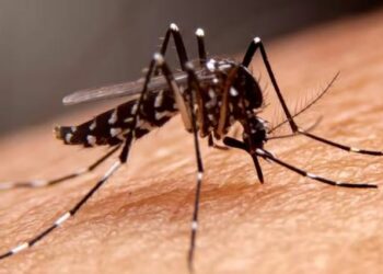 Climate change pushes dengue into new frontiers across India - Travel News, Insights & Resources.