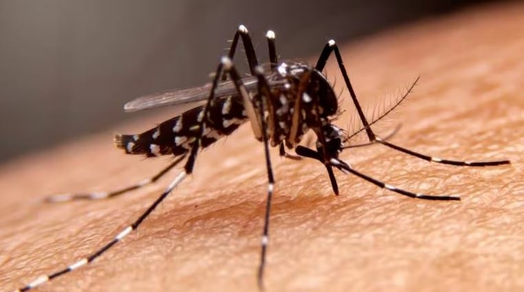 Climate change pushes dengue into new frontiers across India - Travel News, Insights & Resources.