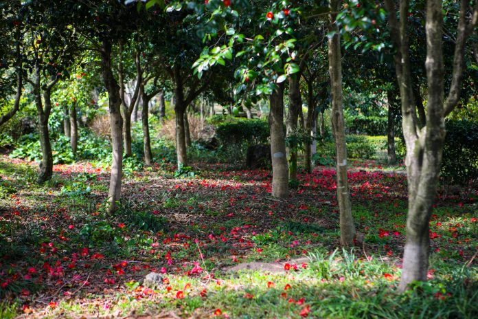 Dongbaek Camellia Hill 3 2 - Travel News, Insights & Resources.