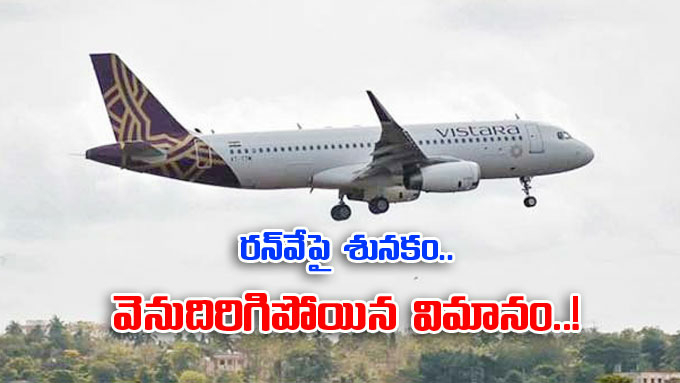 Vistara రన్‌వేపై శునకం గోవాలో దిగాల్సిన విమానం తిరిగి బెంగళూరుకే - Travel News, Insights & Resources.