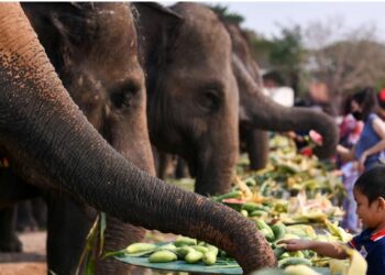 17th Chitwan Elephant and Tourism Festival from Dec 26 - Travel News, Insights & Resources.