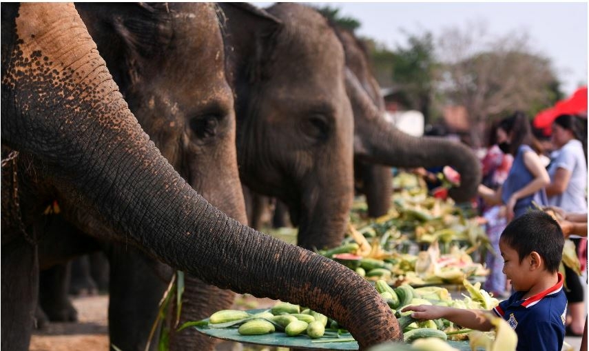 17th Chitwan Elephant and Tourism Festival from Dec 26 - Travel News, Insights & Resources.