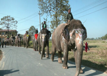 Herd of elephants bring back charm to Nepals tusker festival - Travel News, Insights & Resources.