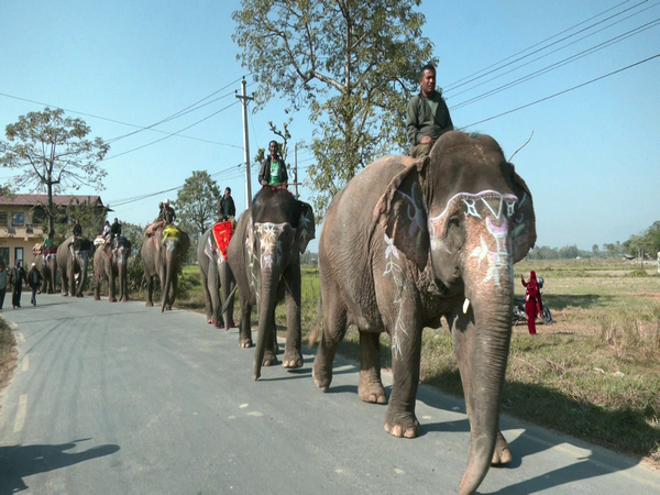 Herd of elephants bring back charm to Nepals tusker festival - Travel News, Insights & Resources.